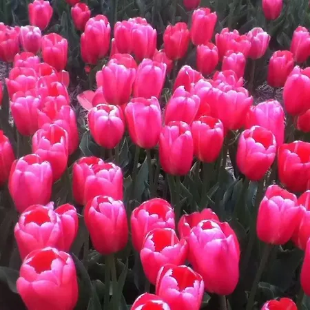 Met Besloten Tuin בית נופש *