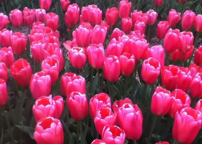 Met Besloten Tuin بيت للعطل *